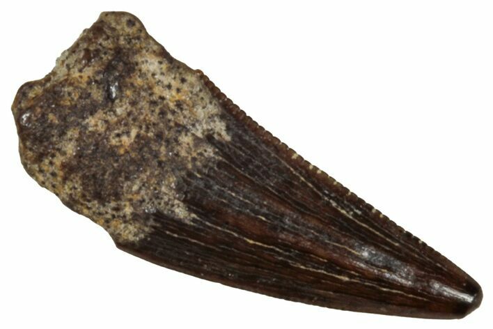 Fossil Raptor (Paronychodon?) Tooth - Montana #341071